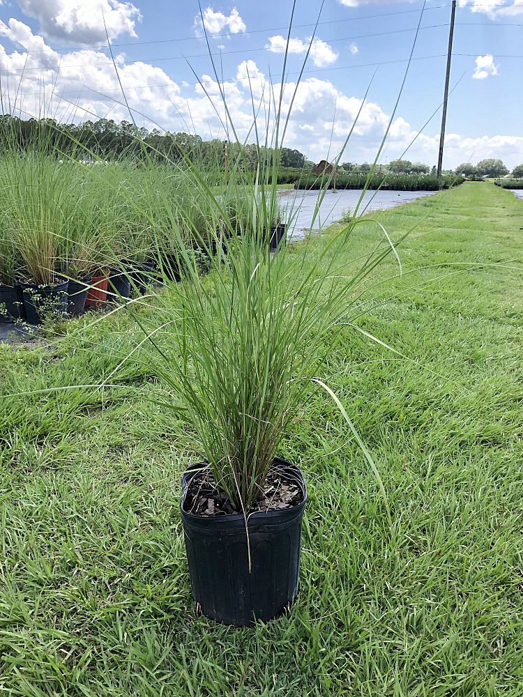 spartina-bakeri-sand-cordgrass