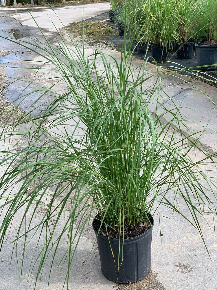 spartina-bakeri-sand-cordgrass