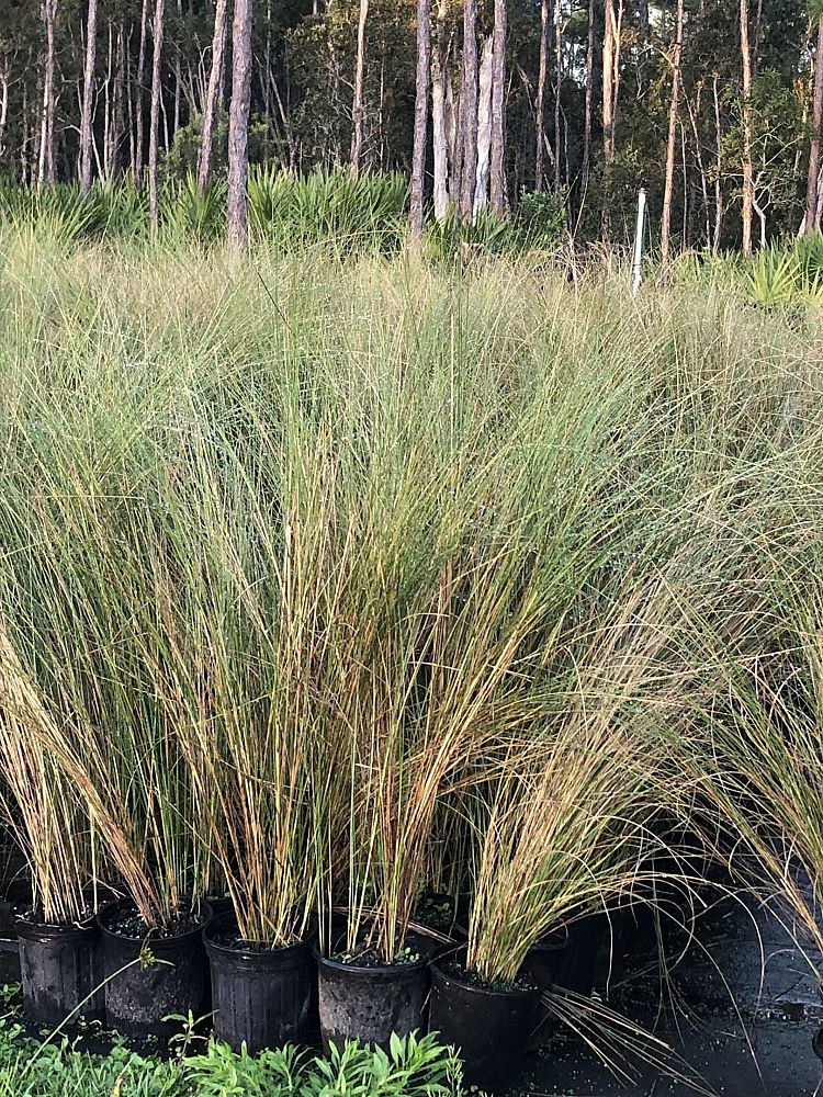 spartina-bakeri-sand-cordgrass