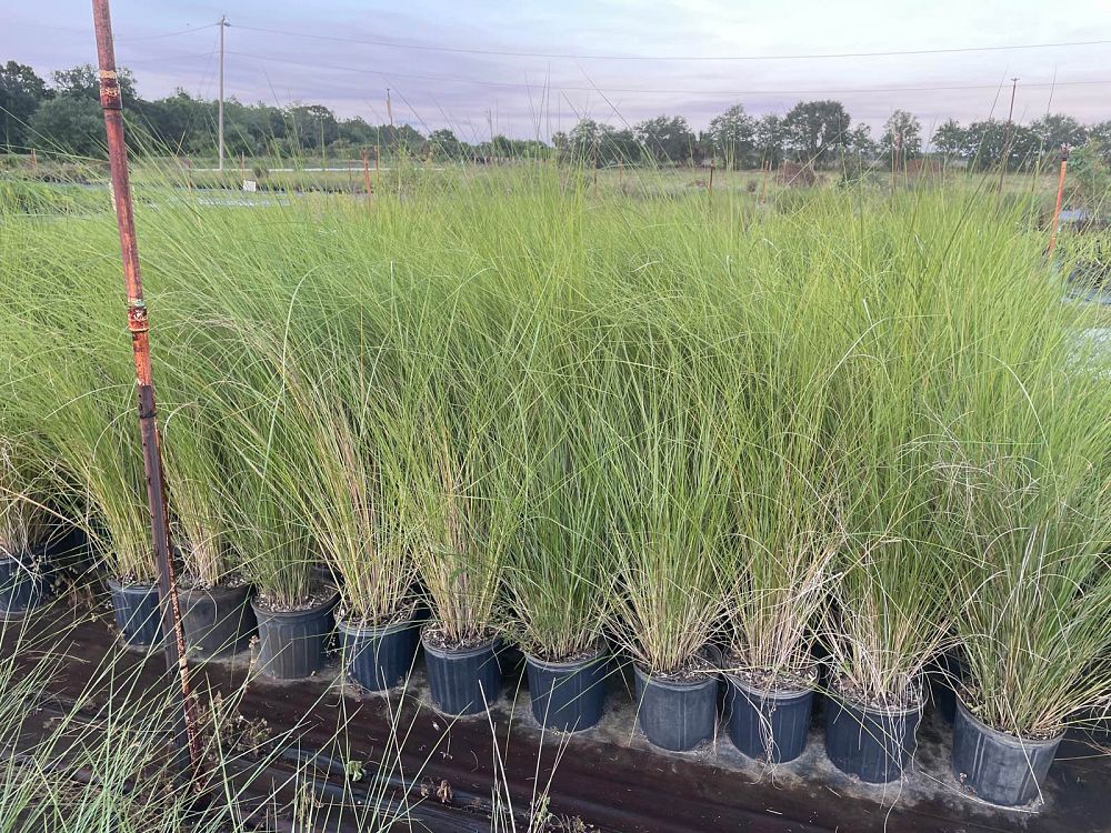 spartina-bakeri-sand-cordgrass