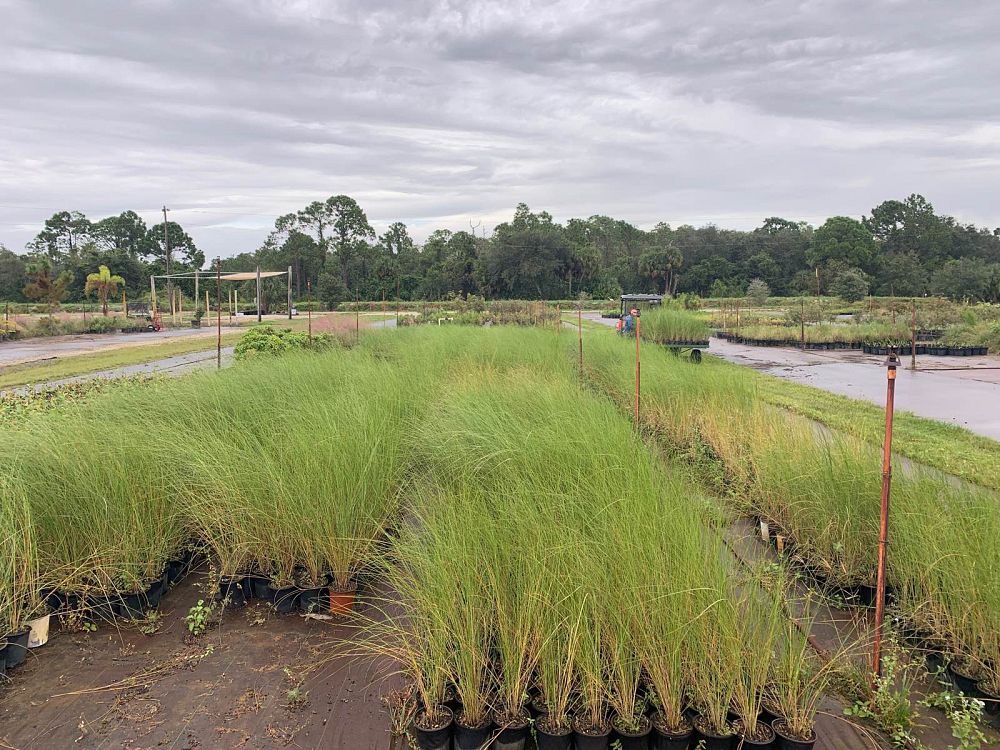 spartina-bakeri-sand-cordgrass
