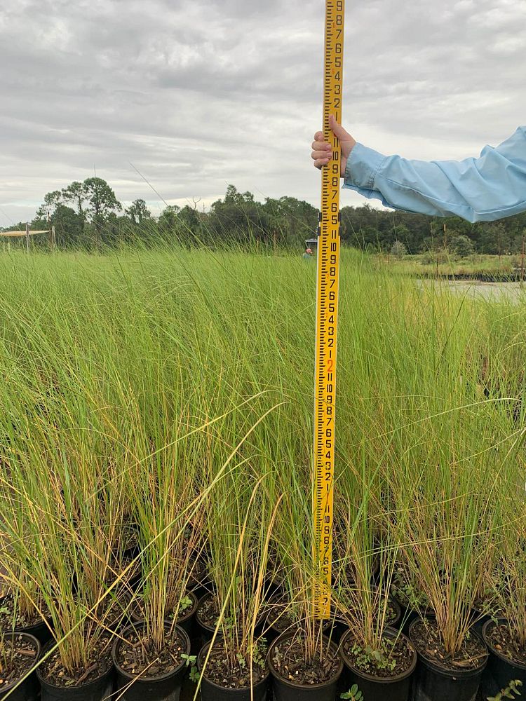 spartina-bakeri-sand-cordgrass
