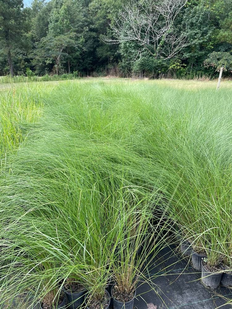 spartina-bakeri-sand-cordgrass