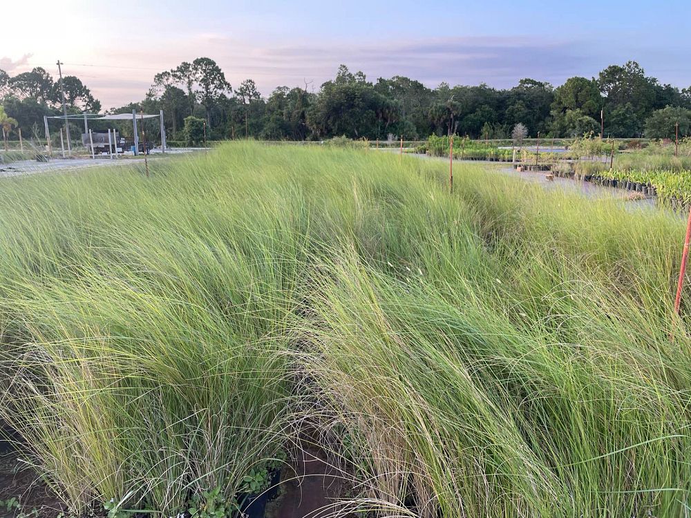 spartina-bakeri-sand-cordgrass