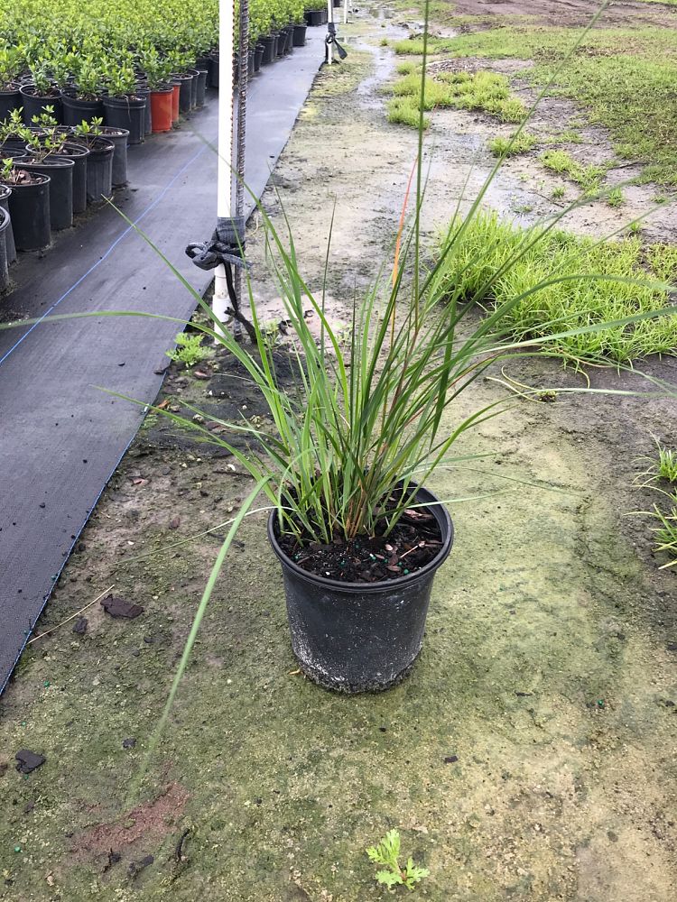 spartina-bakeri-sand-cordgrass