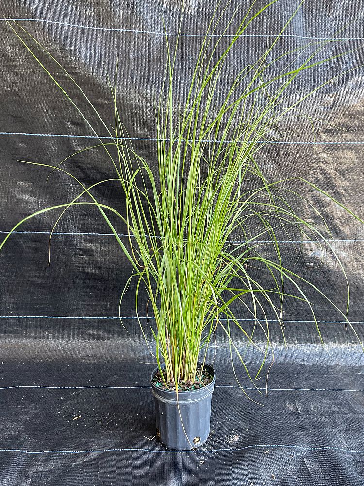 spartina-bakeri-sand-cordgrass