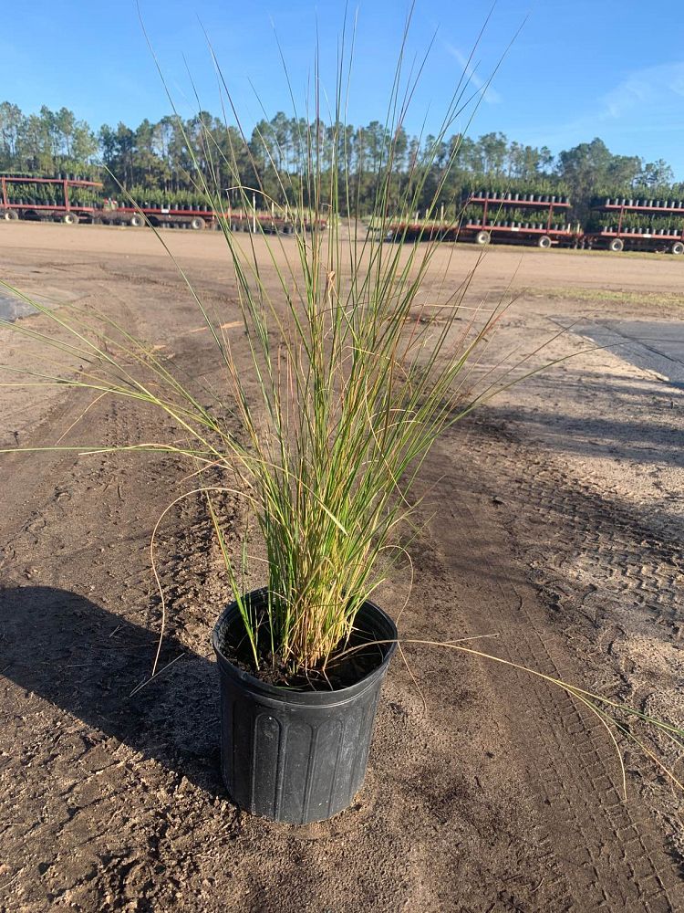spartina-bakeri-sand-cordgrass
