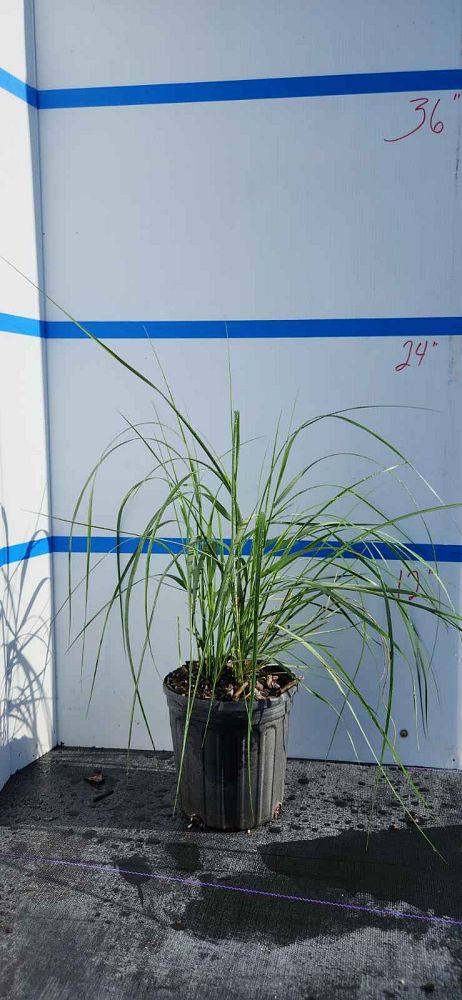 spartina-bakeri-sand-cordgrass