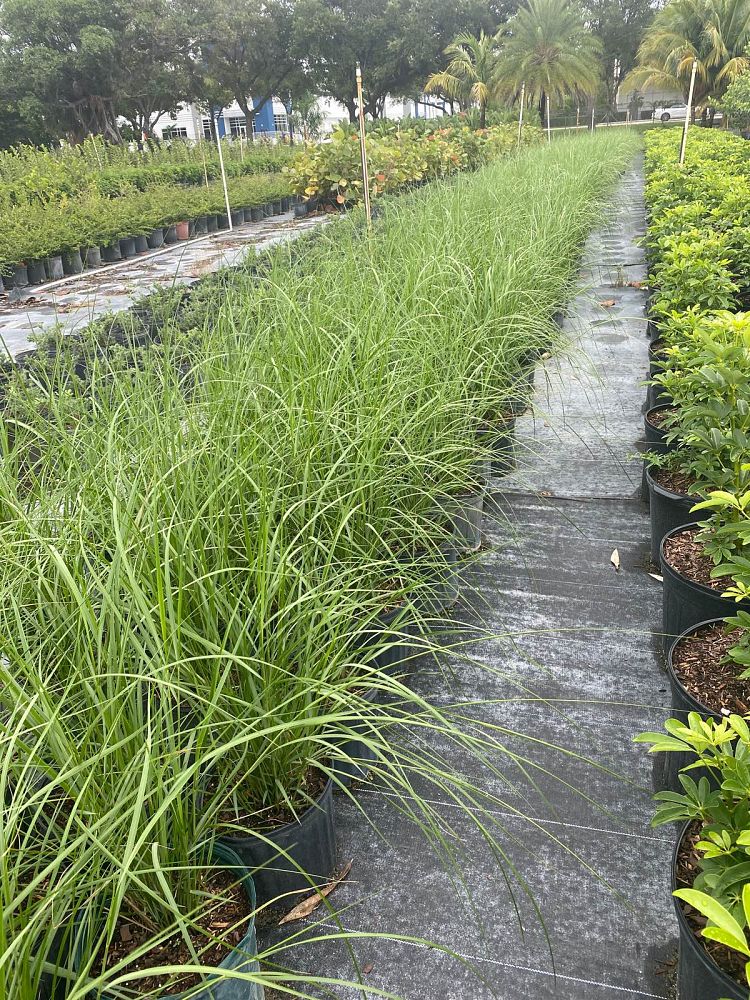 spartina-bakeri-sand-cordgrass
