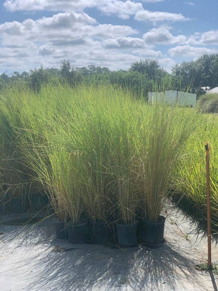 spartina-bakeri-sand-cordgrass