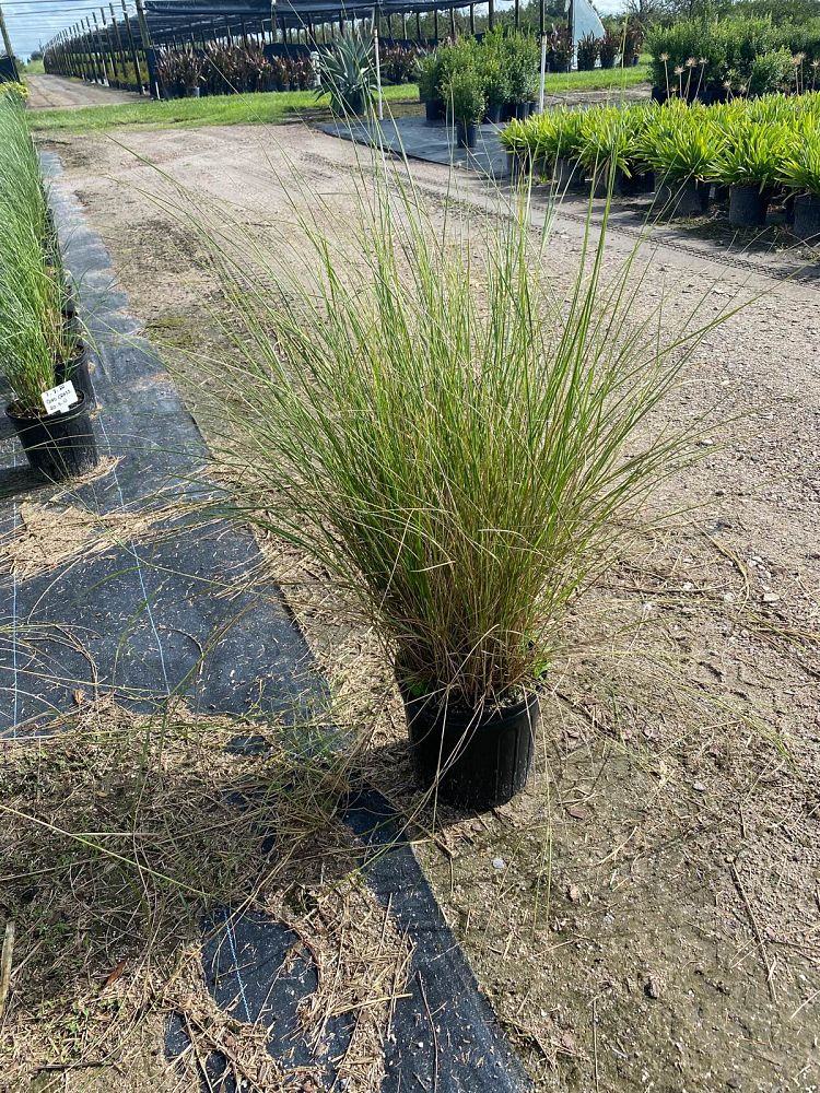 spartina-bakeri-sand-cordgrass