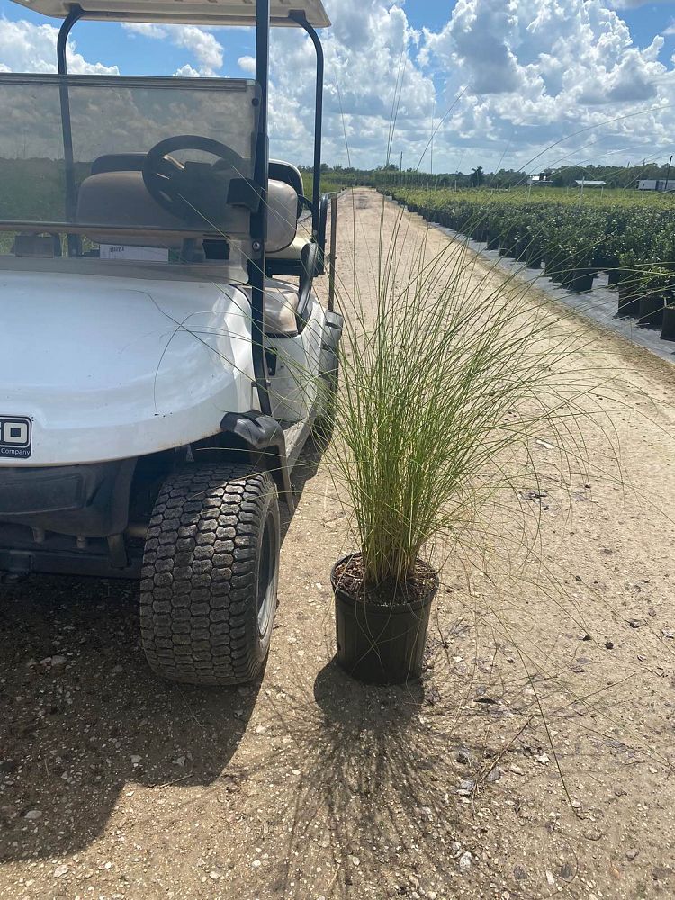 spartina-bakeri-sand-cordgrass