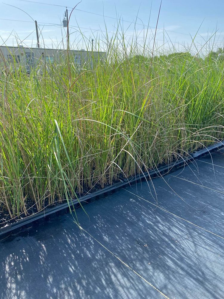 spartina-bakeri-sand-cordgrass