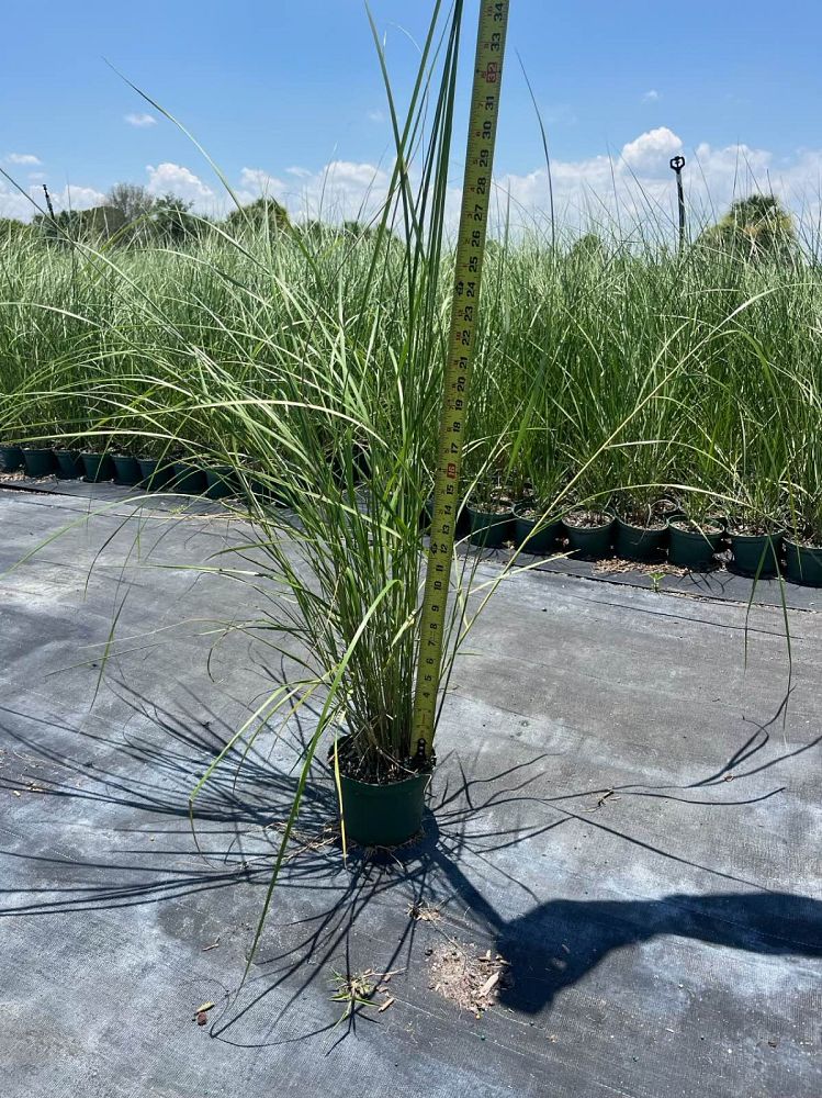 spartina-bakeri-sand-cordgrass