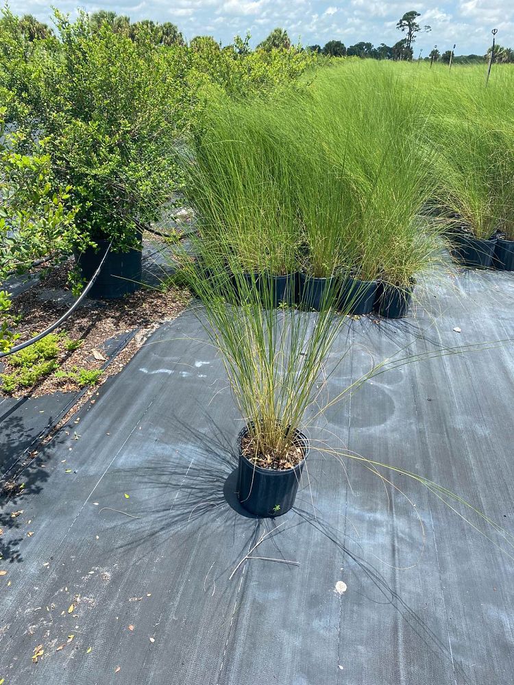 spartina-bakeri-sand-cordgrass