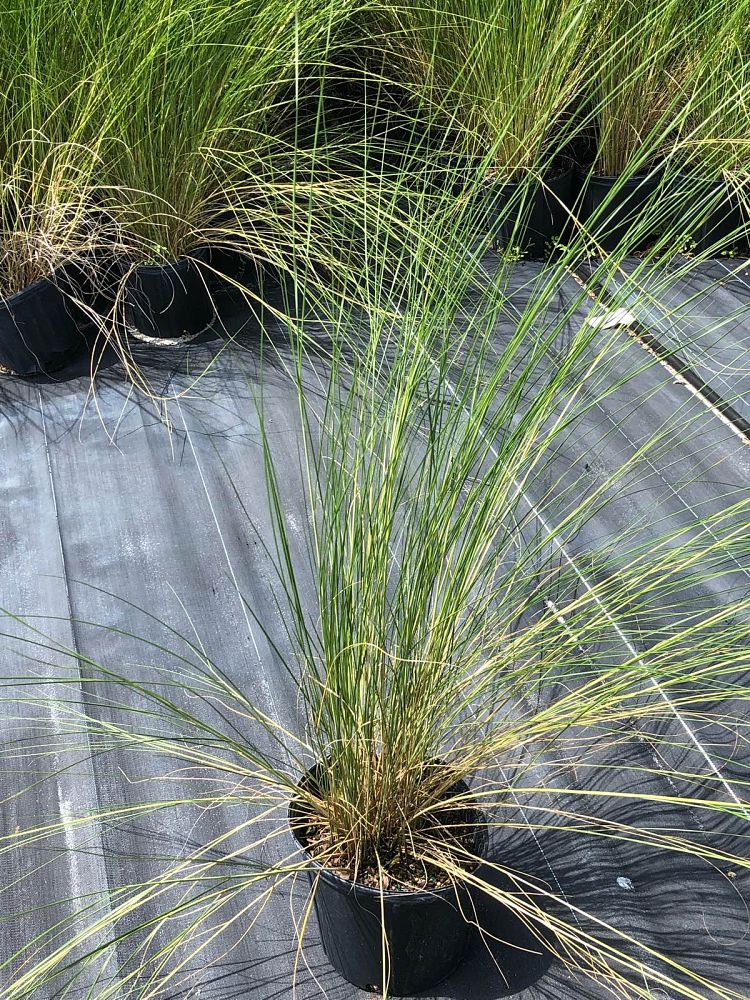 spartina-bakeri-sand-cordgrass