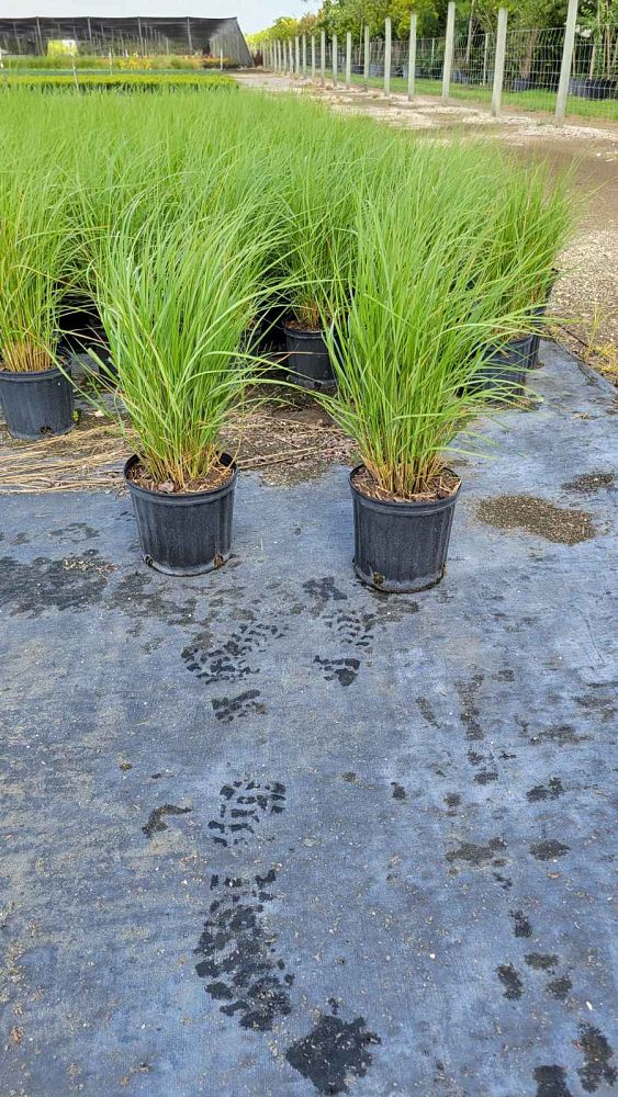 spartina-bakeri-sand-cordgrass