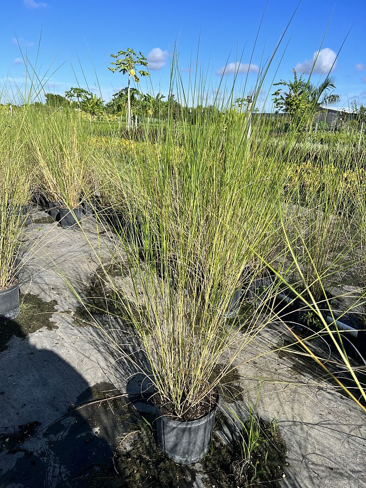 spartina-bakeri-sand-cordgrass