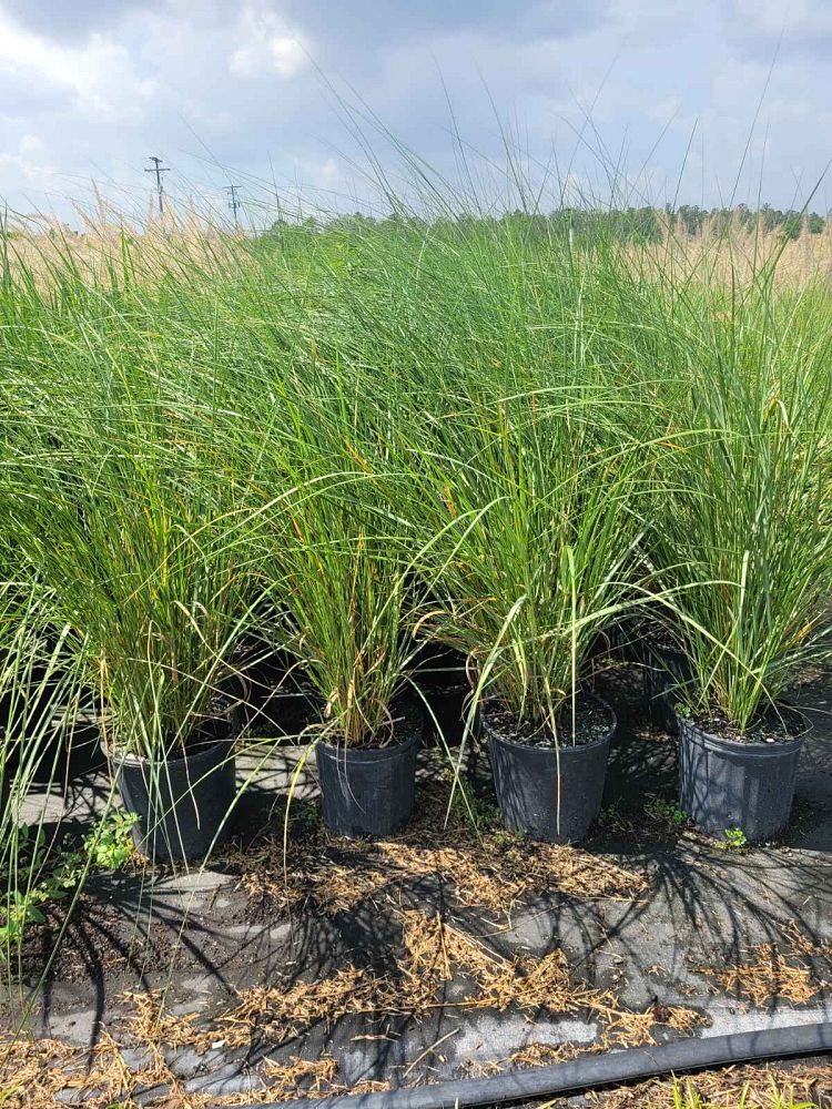 spartina-bakeri-sand-cordgrass