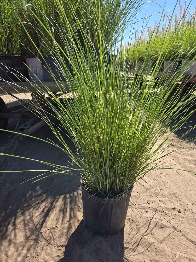 spartina-bakeri-sand-cordgrass