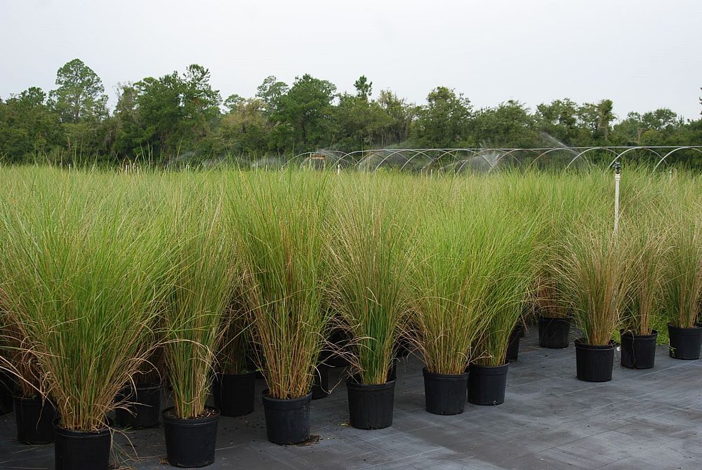 spartina-bakeri-sand-cordgrass