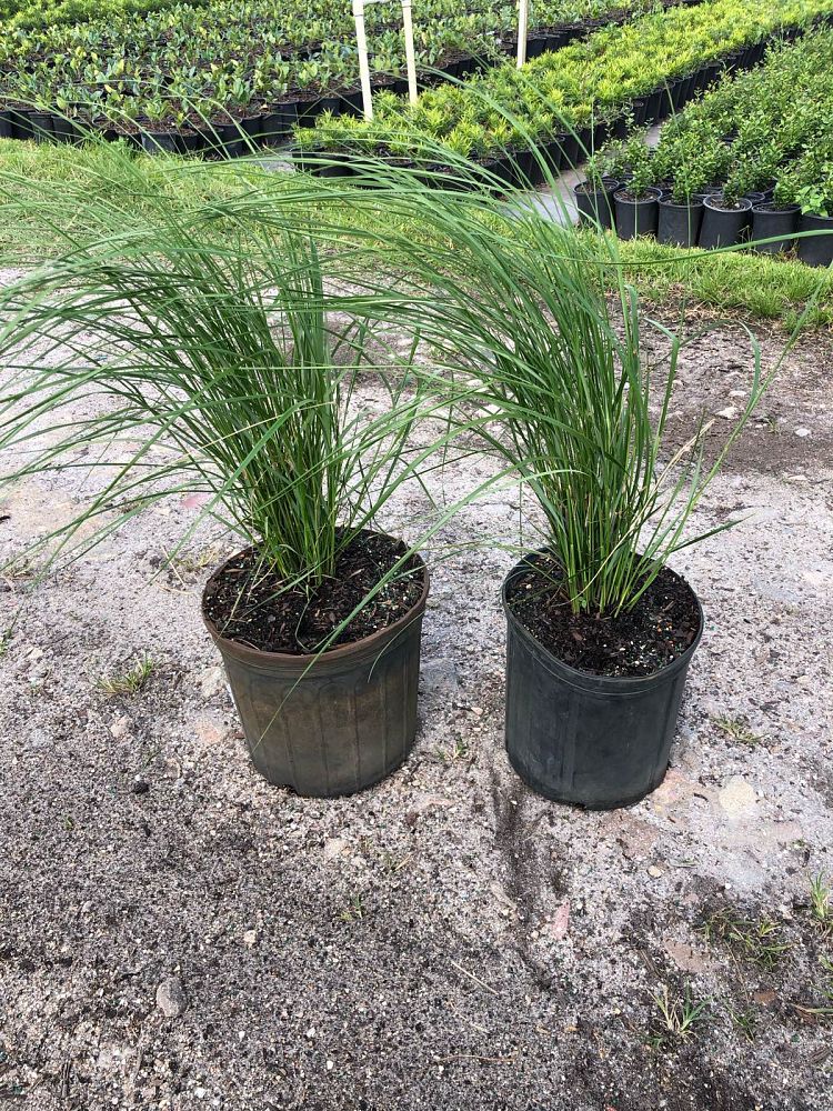 spartina-bakeri-sand-cordgrass