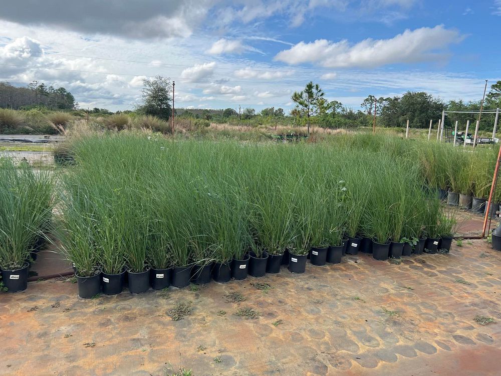 spartina-bakeri-sand-cordgrass