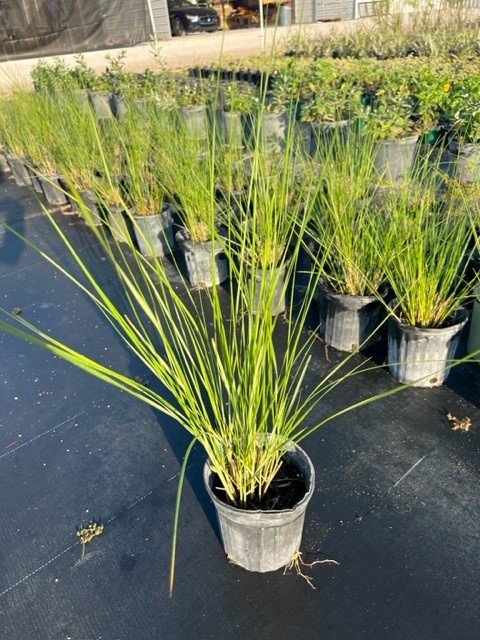 spartina-bakeri-sand-cordgrass