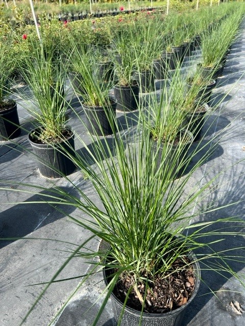 spartina-bakeri-sand-cordgrass