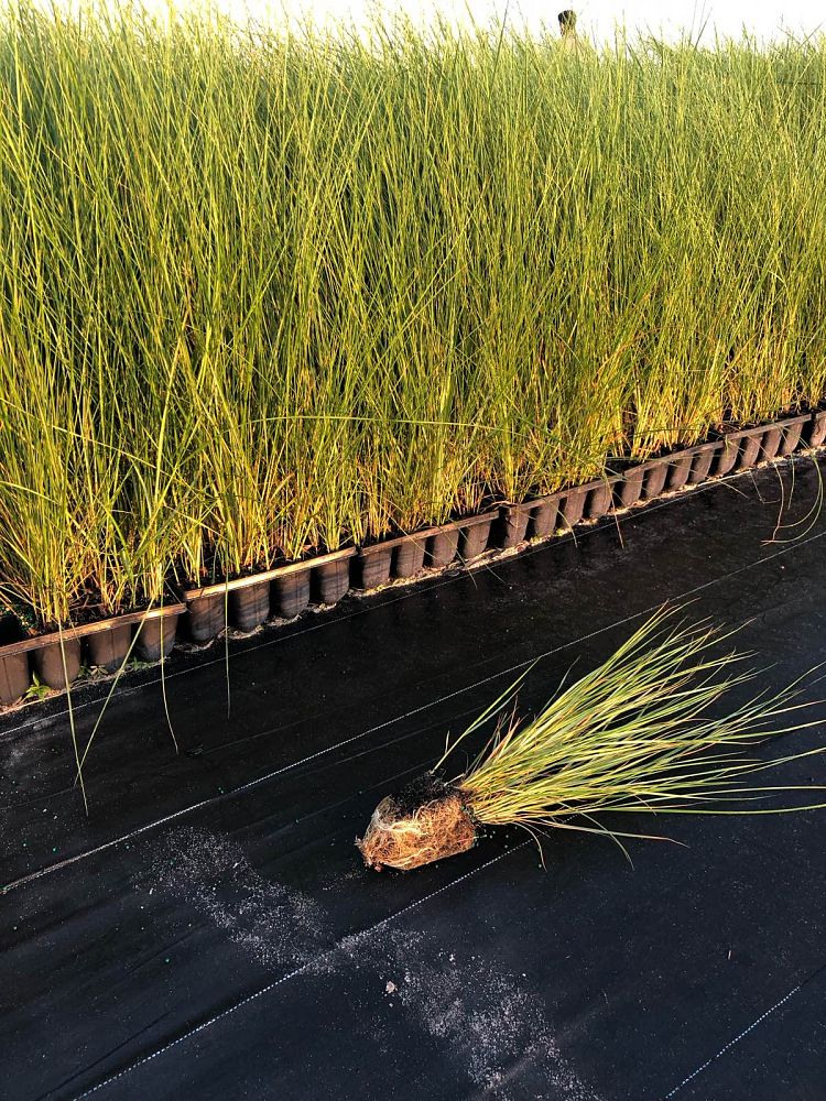 spartina-bakeri-sand-cordgrass