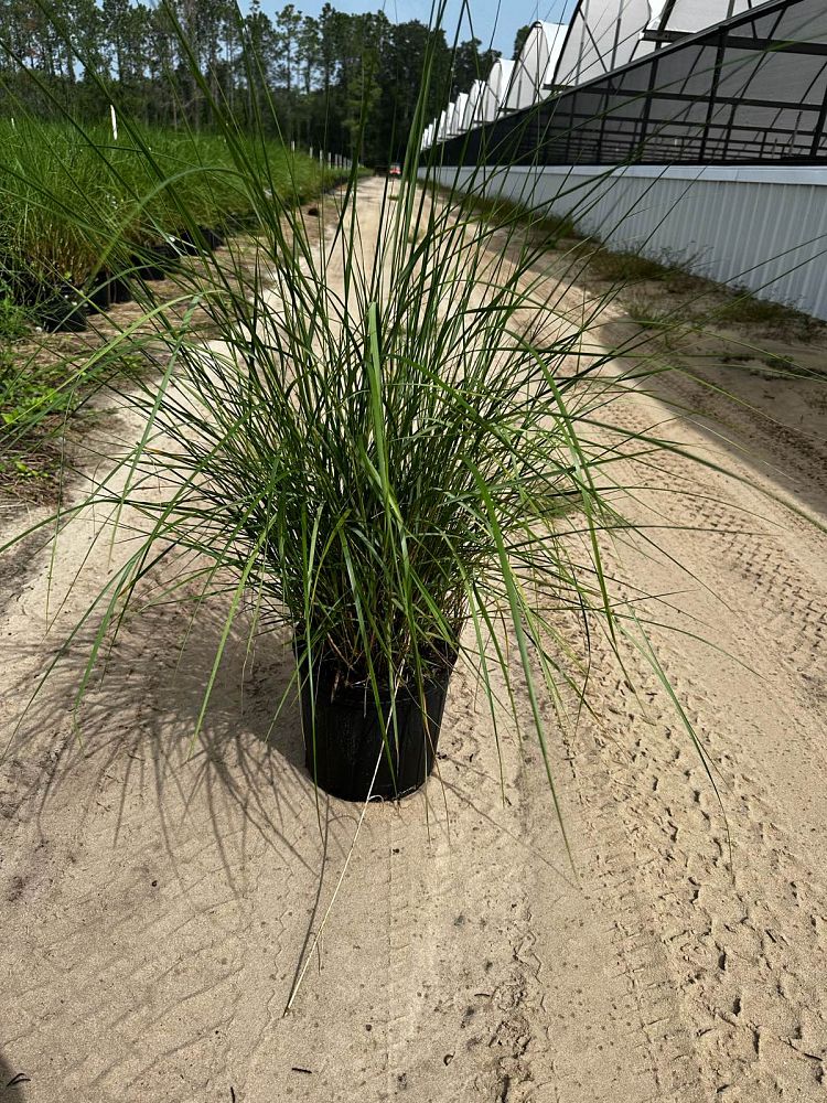 spartina-bakeri-sand-cordgrass