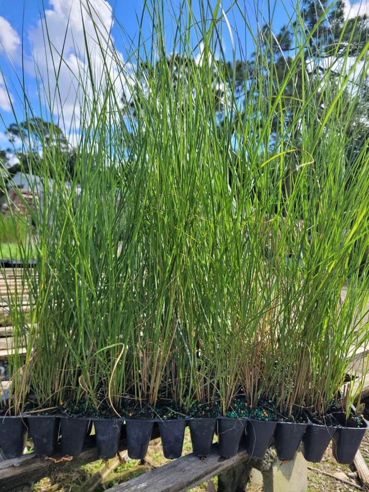 spartina-bakeri-sand-cordgrass