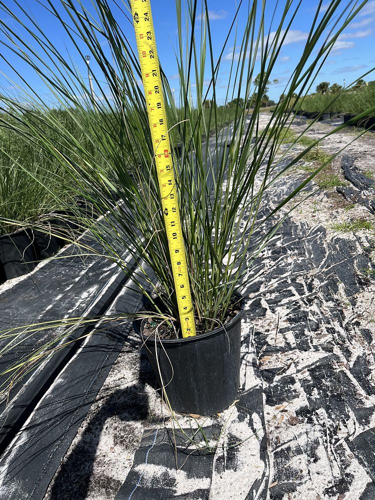spartina-bakeri-sand-cordgrass