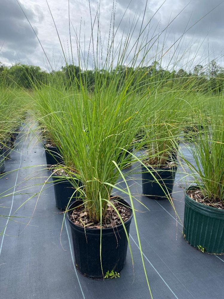 spartina-bakeri-sand-cordgrass