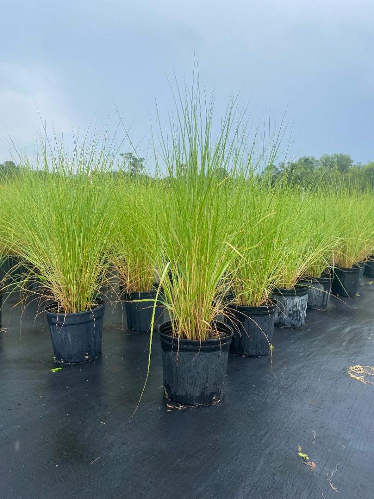 spartina-bakeri-sand-cordgrass