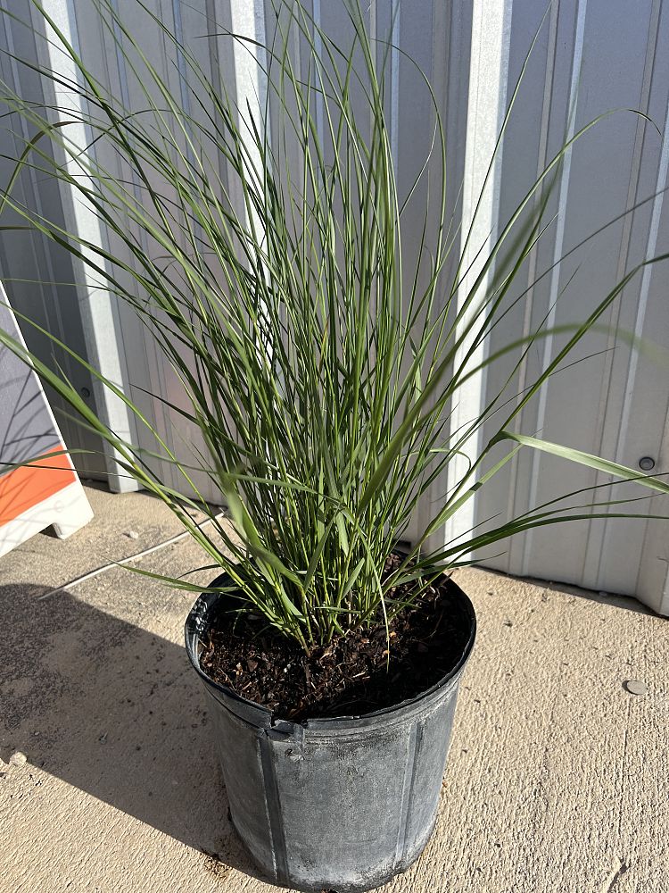 spartina-bakeri-sand-cordgrass