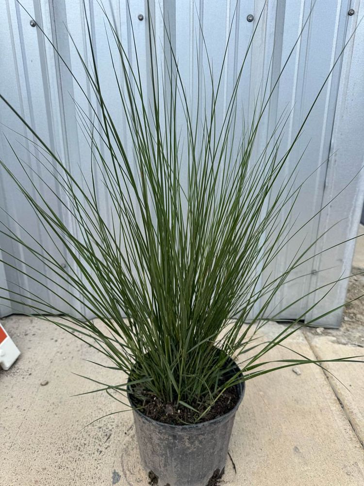 spartina-bakeri-sand-cordgrass