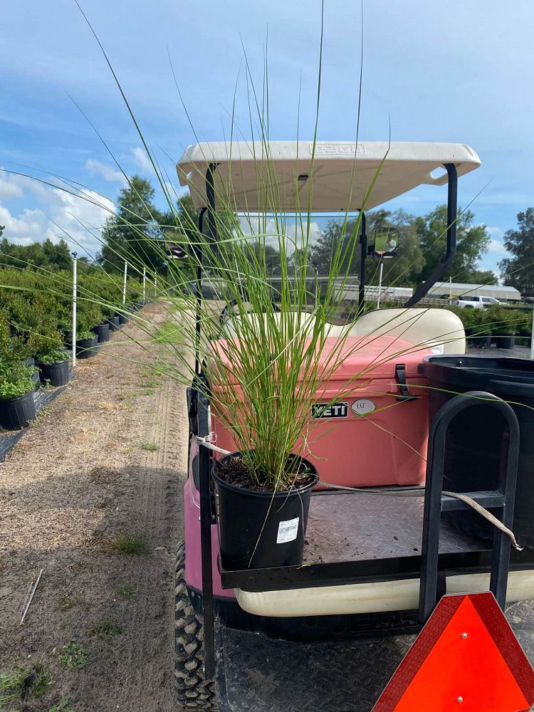 spartina-bakeri-sand-cordgrass