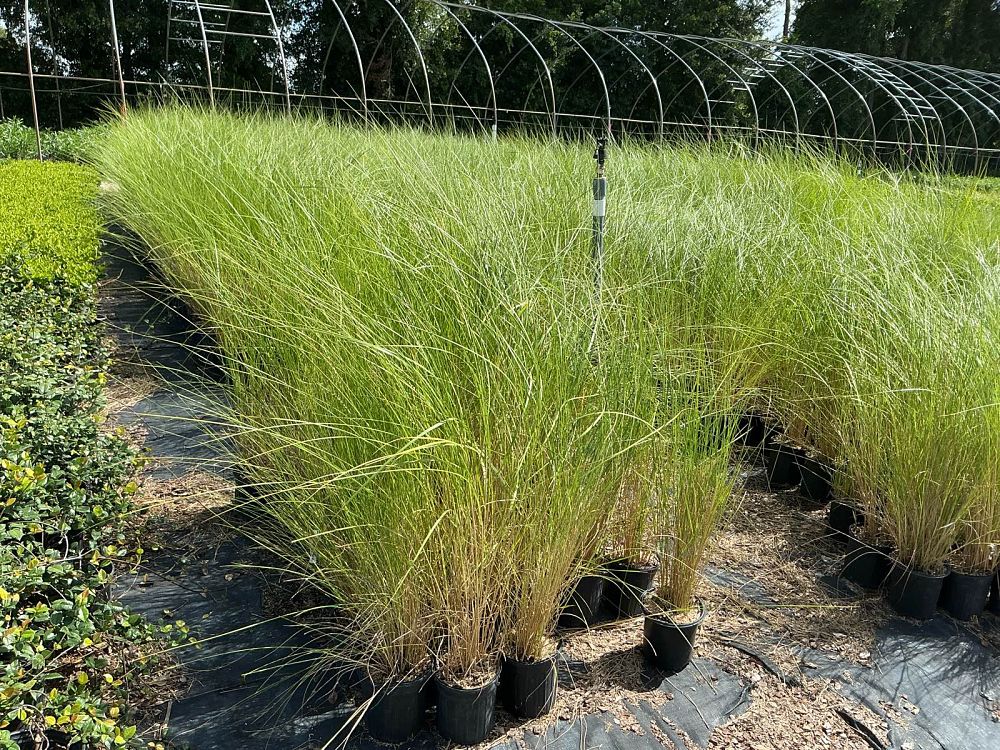 spartina-bakeri-sand-cordgrass