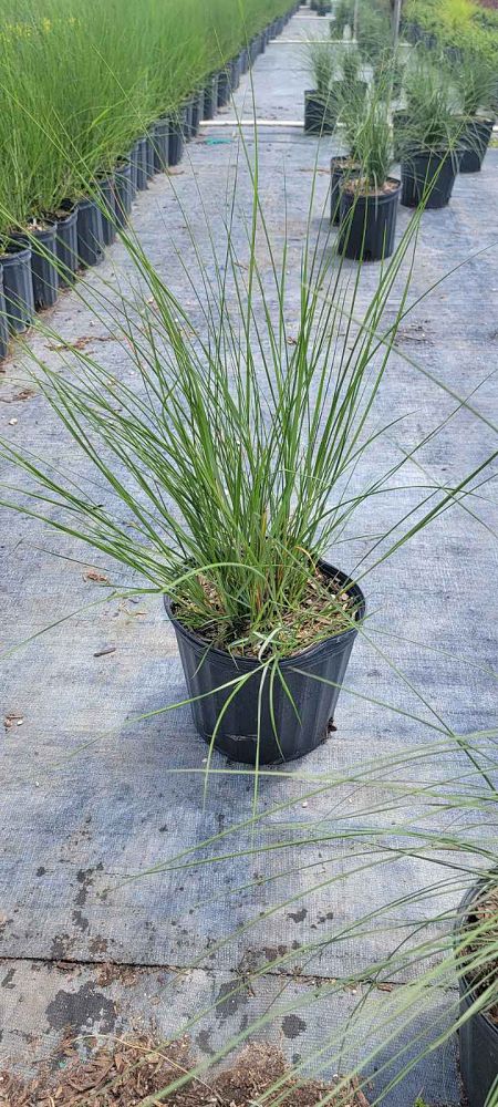 spartina-bakeri-sand-cordgrass