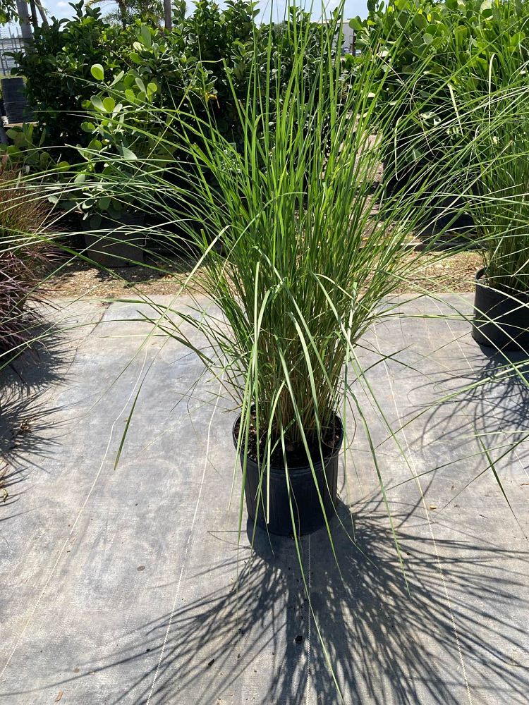 spartina-bakeri-sand-cordgrass