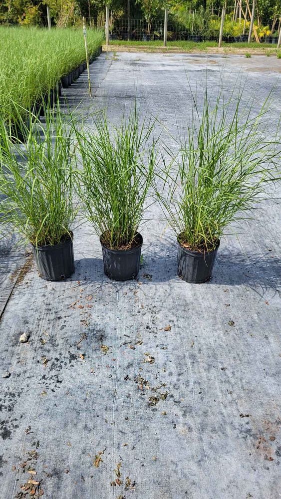 spartina-bakeri-sand-cordgrass