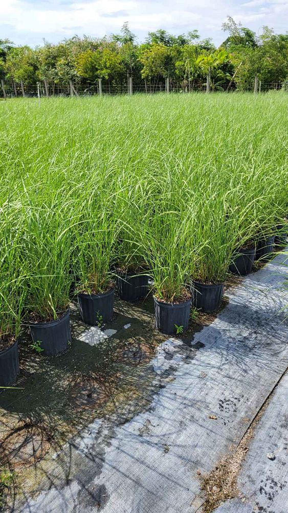 spartina-bakeri-sand-cordgrass