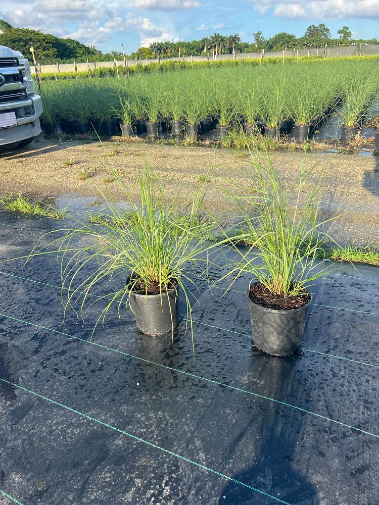 spartina-bakeri-sand-cordgrass