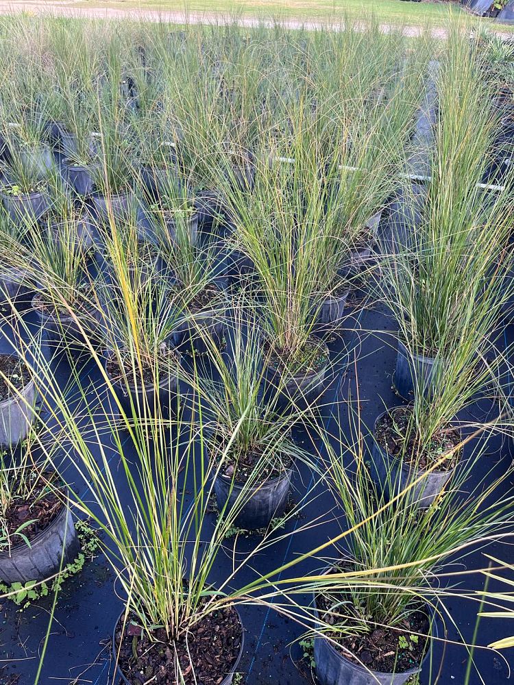 spartina-bakeri-sand-cordgrass