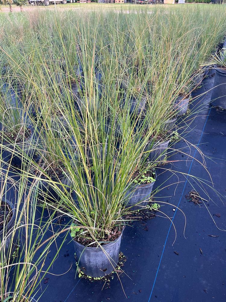 spartina-bakeri-sand-cordgrass