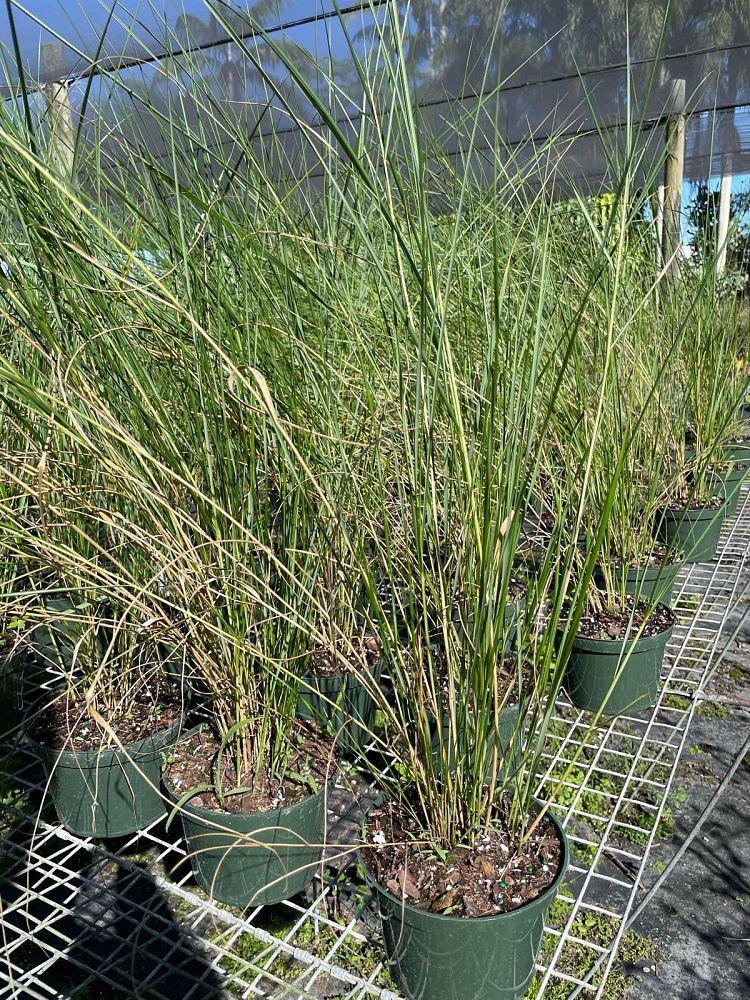 spartina-bakeri-sand-cordgrass