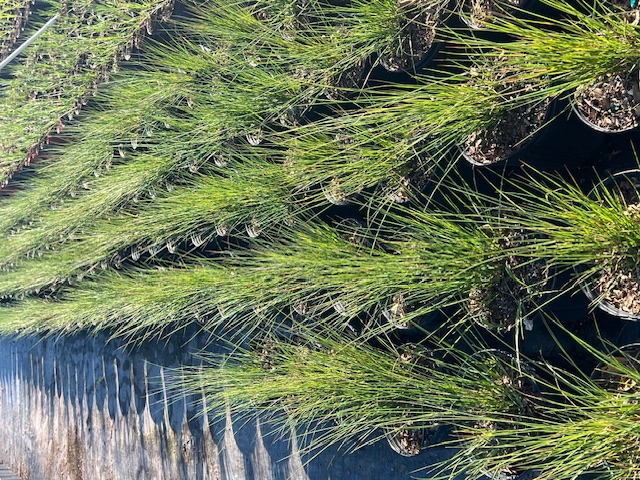 spartina-bakeri-sand-cordgrass
