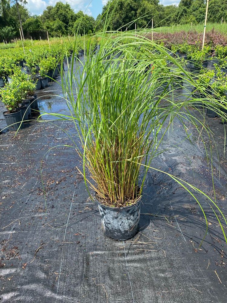 spartina-bakeri-sand-cordgrass