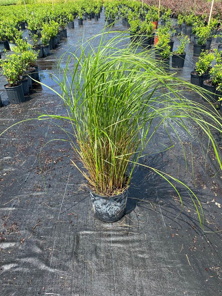 spartina-bakeri-sand-cordgrass